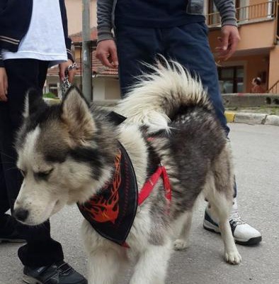 Köpeğim Lesy Yi Sahiplendiriorum, Kocaeli (İzmit)