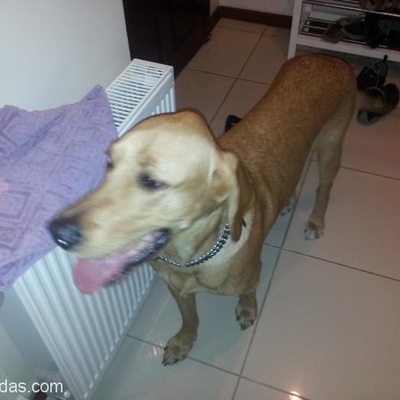 Labrador Kırması Acil Sahiplendirilecek, Ankara