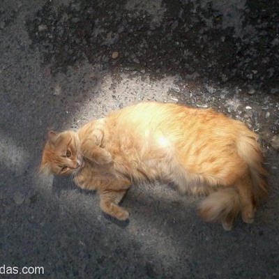 1 Yaşındaa Kedi, İstanbul
