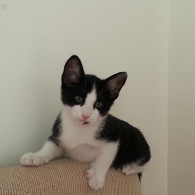 Karabük'Te 9 Haftalık Yakışıklı Kedi, Karabük