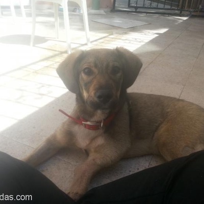 Lütfen Yardım Edelim! Kangal-Kurt Kırması Protezli Yavru Sokak Köpeği, Isparta