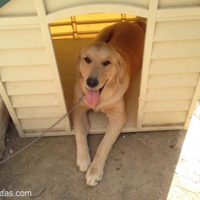 Golden Köpeğimize Yeni Ev Arıyoruz, Muğla