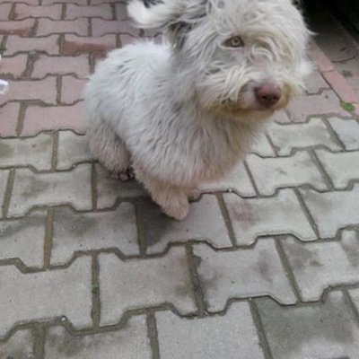 Umraniyede Yesil Gozlu Beyaz Terrier Bulundu, İstanbul