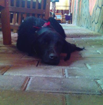 Siyah Labradora Acil Yuva, İstanbul