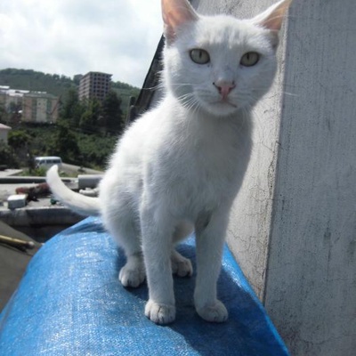 Şikayet Nedeniyle Kedilerimi Sahiplendirmek Zorundayım. Acil., Trabzon