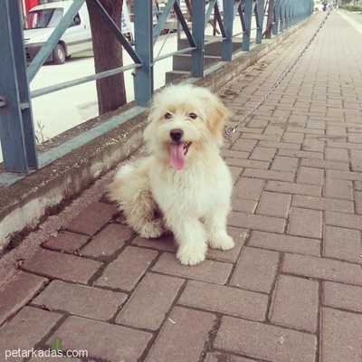 Köpeciğim, Bursa