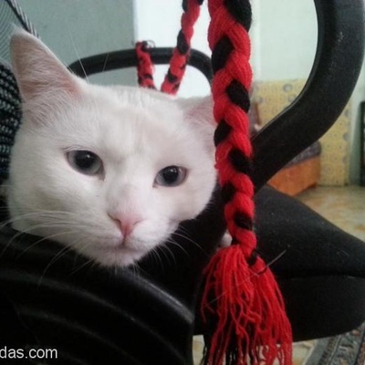 Pamuk Bir Kedi İle Geçirebilceğiniz Enler Tam Bir Ankara Kedisi :), Elazığ