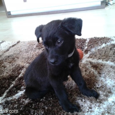 Labrador Kırması Minik Yeni Yuva Arıyor, Nevşehir