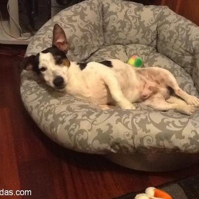 Safkan Jack Russell Terrier Sahiplendirilecek 2 Bucuk Yasında Erkek, İstanbul