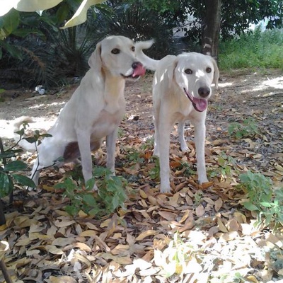 Labrador Melezlerine Bahçe Arıyoruz!, İzmir