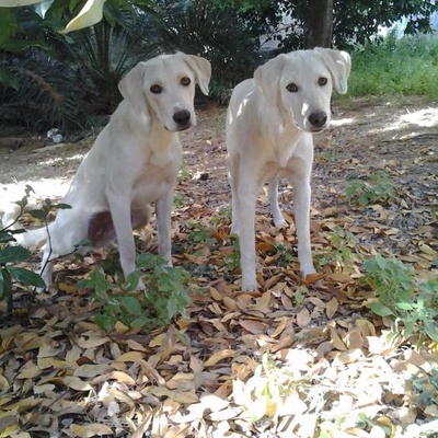Labrador Melezlerine Bahçe Arıyoruz!, İzmir