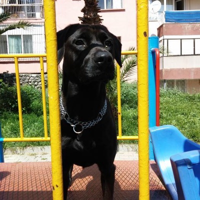 Siyah Labrador, İzmir