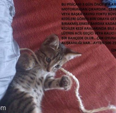 Öksüz Kedi Hilmi Ye Acil Yuva, İzmir
