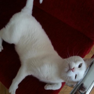Özgür Kedi Pamuk Yeni Evini Arıyor, Ankara, Denizli