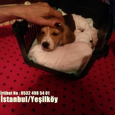 Dişi Ayağı Kırık 2 Aylık Beagle Yavrusu, İstanbul