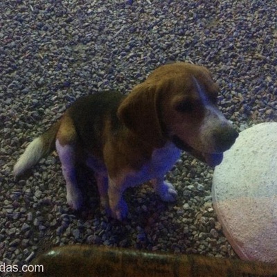 Bodrum Gölköy'De Beagle Kırması Yada Benzeri Köpek, Muğla