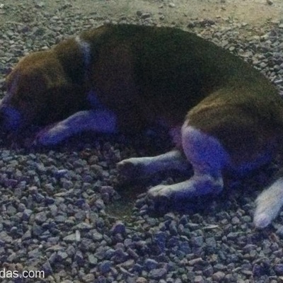 Bodrum Gölköy'De Beagle Kırması Yada Benzeri Köpek, Muğla