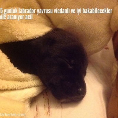 15 Gunluk Annesinden Ayrılmış Labrador Yavrusu Acilllll, İstanbul