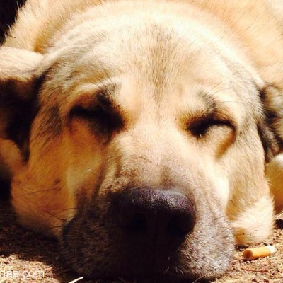 Kangal Kırması Köpeğimize Yeni Yuva Arıyoruz, Ankara
