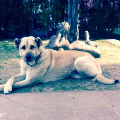 Kangal Kırması Köpeğimize Yeni Yuva Arıyoruz, Ankara