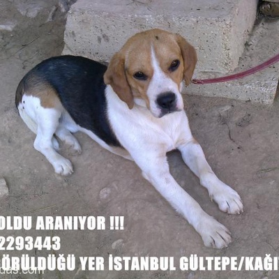 Beagle Cinsi 1 Yaşlı Evlat Kayıp.Son Görüldüğü Yer İstanbul/Gültepe-Kağıthane, İstanbul