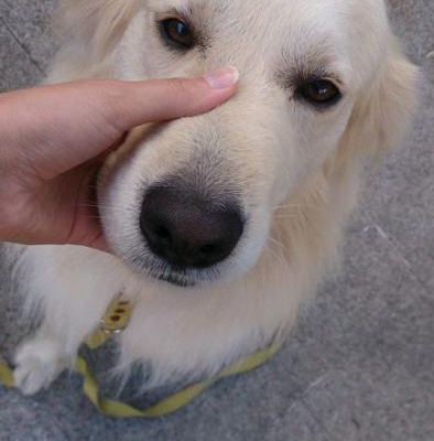 Safkan Golden Köpeğime Yuva Arıyorum, İstanbul