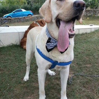 Labrador Retriever Cinsi Köpeğime Yuva Arıyporum, İstanbul