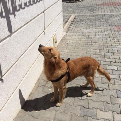 Bakımlı,Çok Uysal Bir Köpek.Ücretsiz Sahiplendiriyorum ., İstanbul