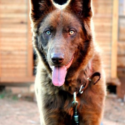 15 Aylık Alman Çoban Köpeğimi Sahiplendiriyorum, Antalya