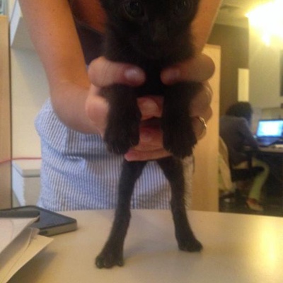 1 Aylık Çok Tatlı Bir Siyah Kedi, İstanbul