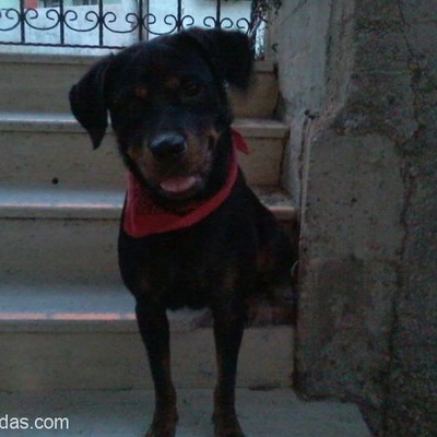 Ücretsiz 15 Aylık Safkan Eğitimli Rottweiler, İstanbul