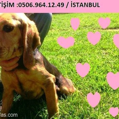 Mini Beagle (Elizabeth)  Candy Ömürlük Yuvasını Arıyor Elizabeth Beagle, İstanbul