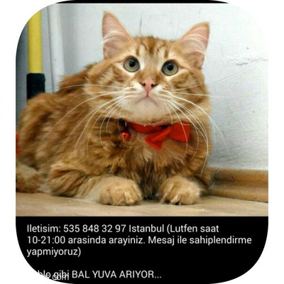 Ev Kedileri Sokaga Barinaga Gitmesin. Acil Yuvalar Arıyor, İstanbul