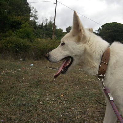 7 Aylık Husky Labrador Kırması,Ücretsiz, İstanbul