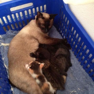Ev Kedisi Siyam Annenin Melez Bebek Kedileri Yuva Arıyor ♥, İstanbul