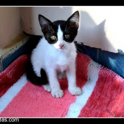 (Sahiplendirildi) İki Aylık, Erkek Yavru Kedi, Bursa