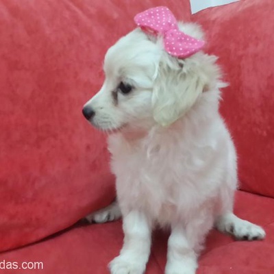 Ücretsiz 2 Aylik Dişi Maltese Terrier, İstanbul