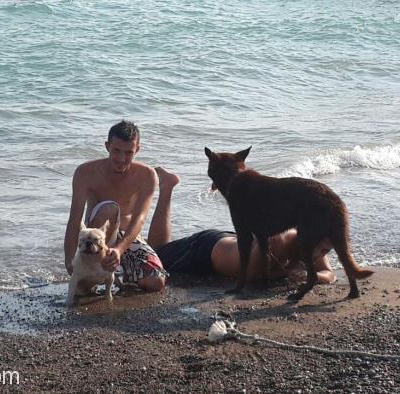 Zeus ( Beyaz Fransız Bulldog ) Mecburiyetten Ötürü Sahiplendirilecektir., Antalya