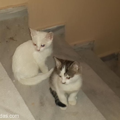 Yavru İki Aylık Kedi Ankara Biri Tekir Biri Neyaz, Ankara