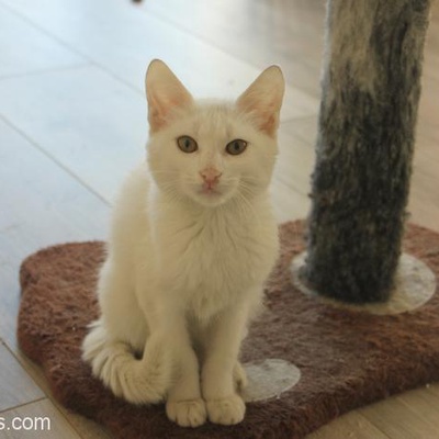 3 Aylık Dişi Beyaz Kedi, Beylikdüzü, İstanbul