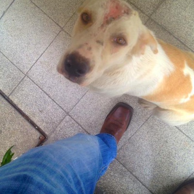 Golden Labrador Kırması Yaralı Dişi, İzmir
