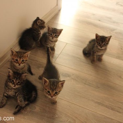 40 Günlük Kedi Yavruları, Beylikdüzü, İstanbul