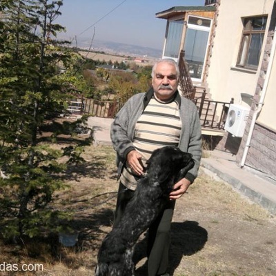 Kayıp Köpek, Ankara