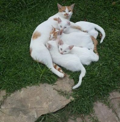 Ankara Kedi Yavrularına Yuva, Hatay
