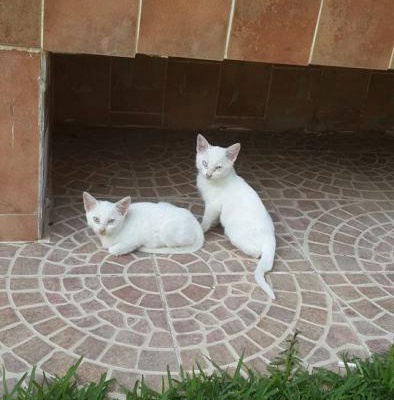 Ankara Kedi Yavrularına Yuva, Hatay