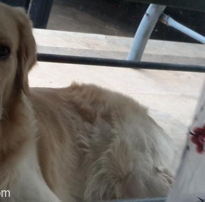 Safkan Ve Dünyanın En Tatlı Töpeği Golden Rüzgar A  Sıcak Yuva Aranıyor, Antalya