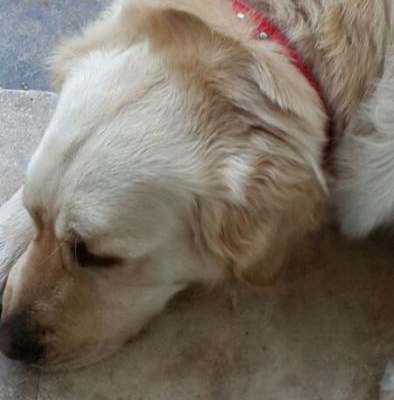 Safkan Ve Dünyanın En Tatlı Töpeği Golden Rüzgar A  Sıcak Yuva Aranıyor, Antalya
