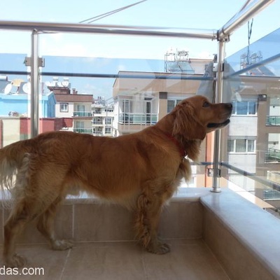 Cok Sevdiğim Köpeğime Ücretsiz Yuva Arıyorum., Antalya