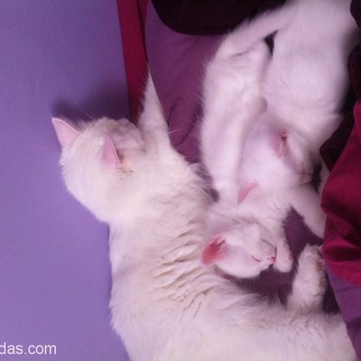 Kedim Popi'Nin Bebekleri Yuva Arıyor, Ankara