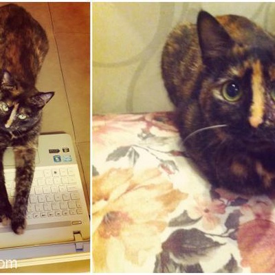 Kedi Arıyorsanız Mutlaka Bu İlana Bakın - Genç Kediler, İstanbul